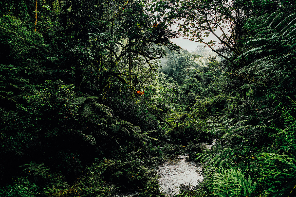 One&Only Nyungwe House - Rwanda - Waterfall Trek