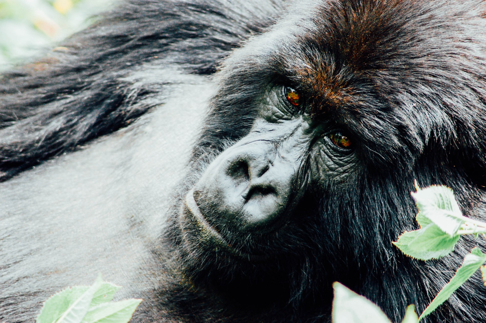 Rwanda - Gorilla Trekking