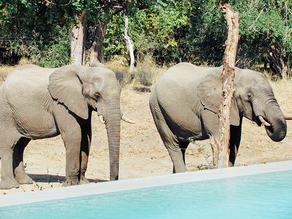 Africa Safari - Fiona Freemantle