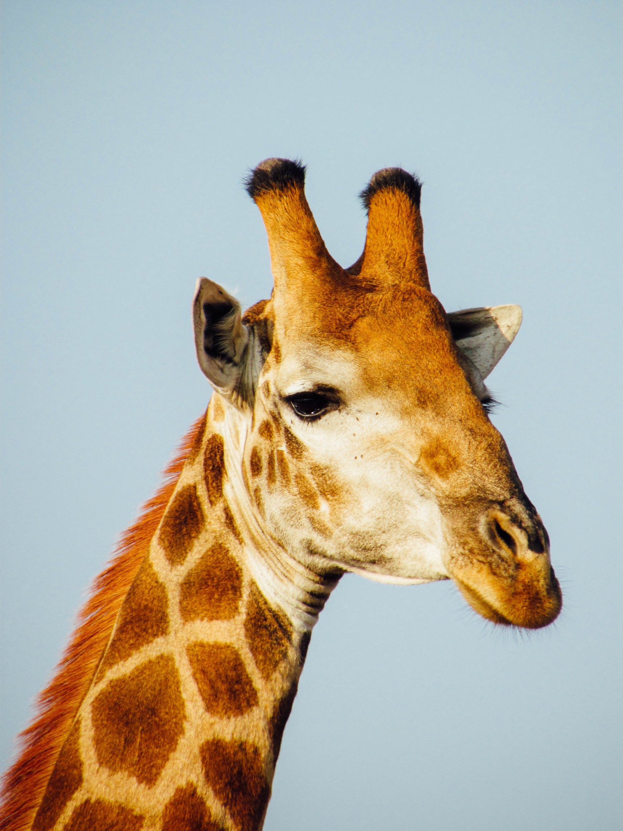 Africa Safari - Fiona Freemantle