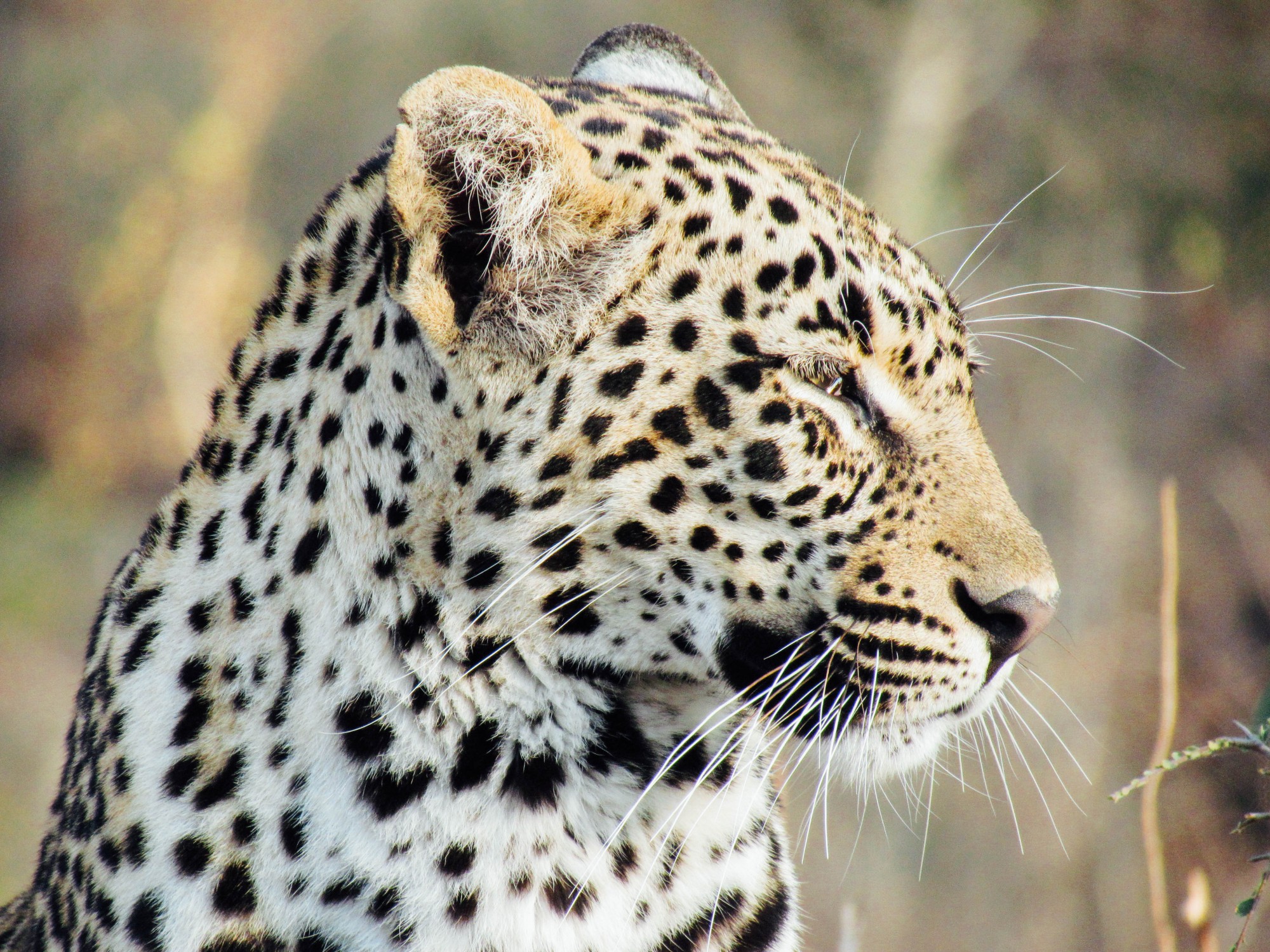 Africa Safari - Fiona Freemantle