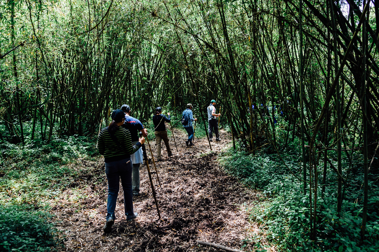 Rwanda - Gorilla Trekking