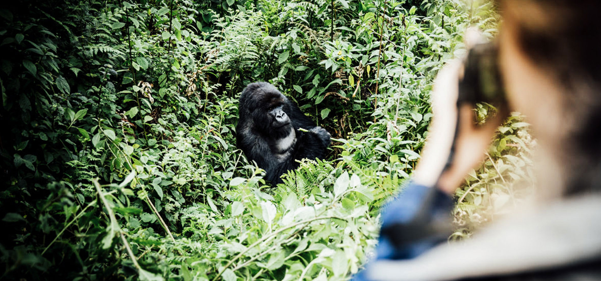 Gorilla trekking, Rwanda - Luxury Africa Safaris with Forth & Wonder