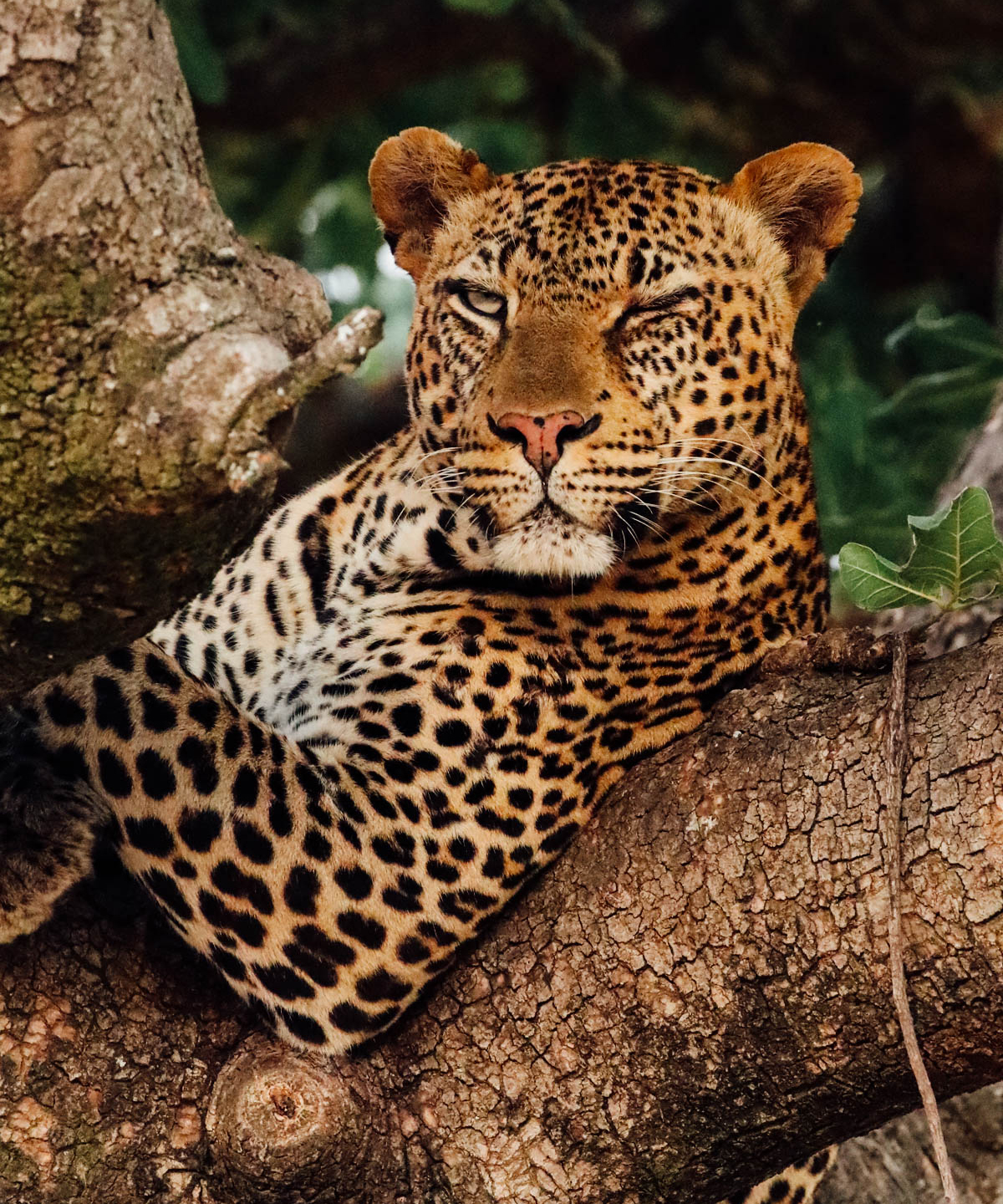 Client Safari: Christine & Michael Goerner