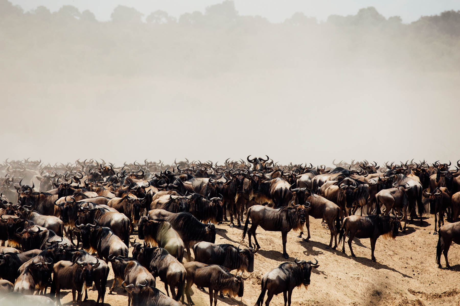 Client Safari: Christine & Michael Goerner