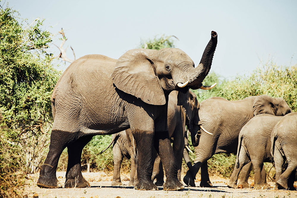 DesertMeetsTheDelta-CHOBE