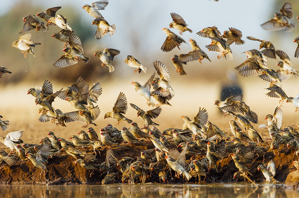 DesertMeetsTheDelta-Header