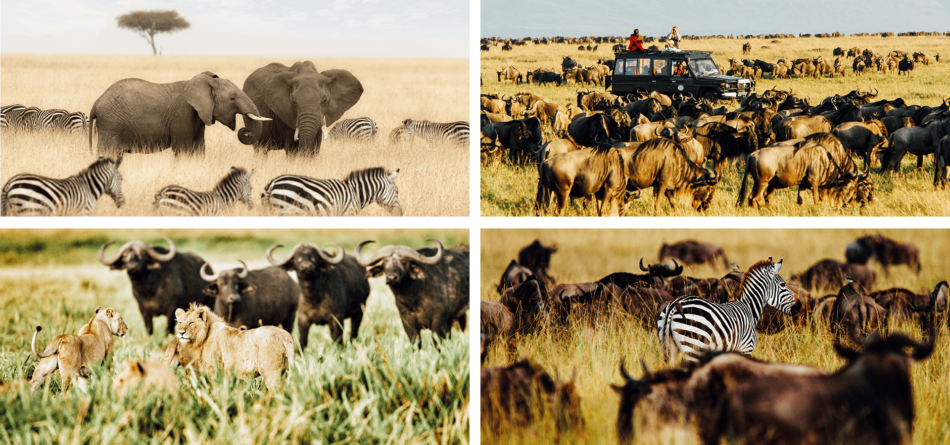 When and where to travel in Africa - Your Month-by-Month Guide - Luxury Africa Safaris
