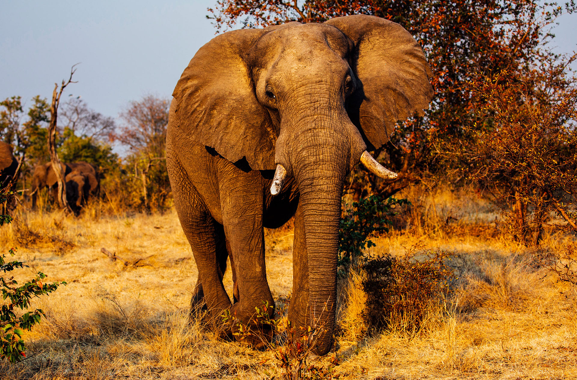 Mpala Jena - Luxury Africa Safaris - Zimbabwe