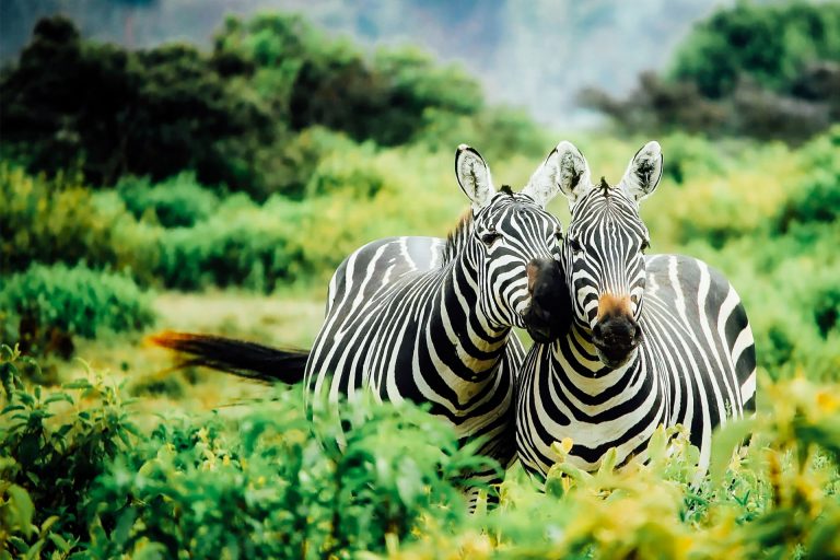 Top 10 Luxury Safari Lodges for Honeymoons - Luxury Africa Safaris