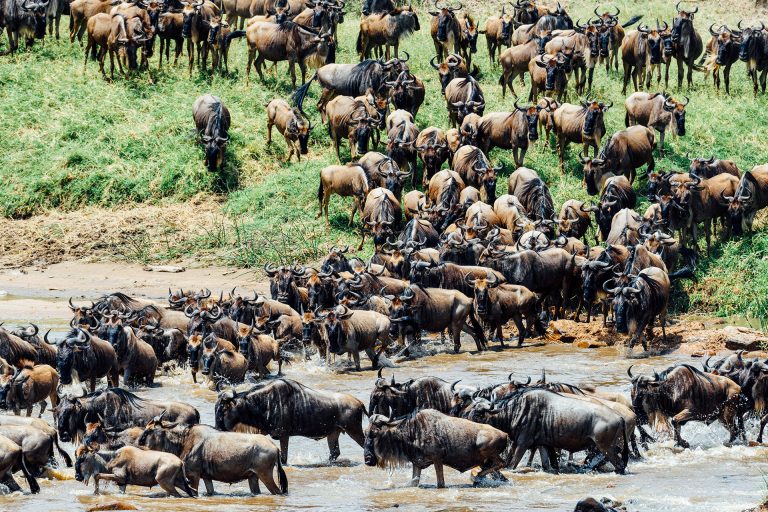 When and where to travel in Africa - Your Month-by-Month Guide - Luxury Africa Safaris