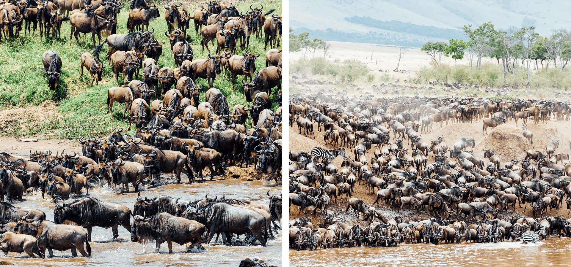 When and where to travel in Africa - Your Month-by-Month Guide - Luxury Africa Safaris