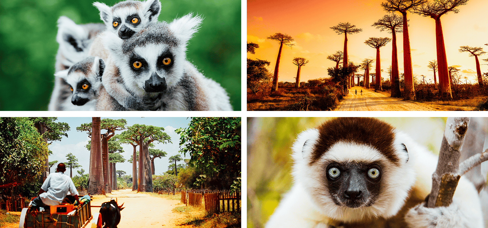 When and where to travel in Africa - Your Month-by-Month Guide - Luxury Africa Safaris