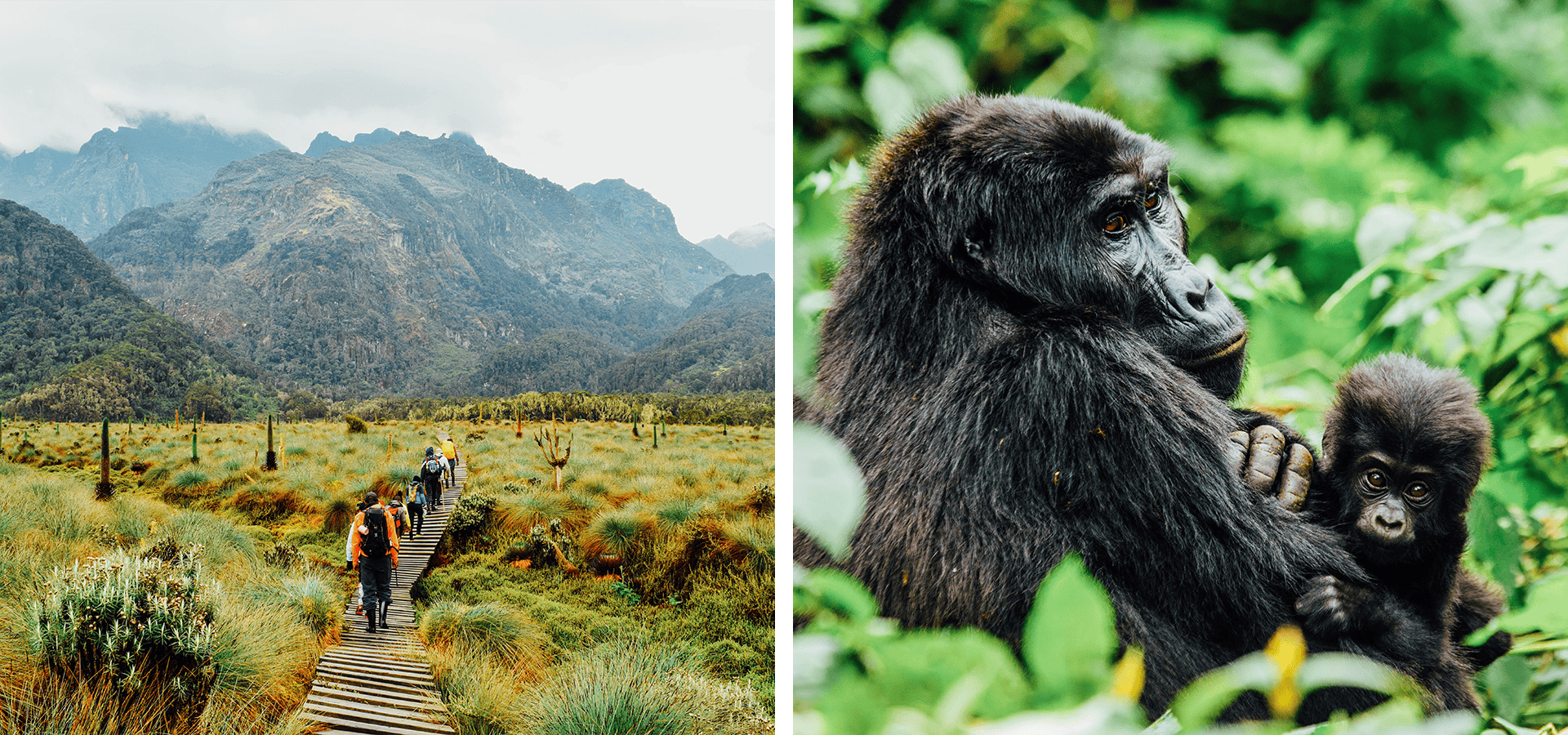 When and where to travel in Africa - Your Month-by-Month Guide - Luxury Africa Safaris