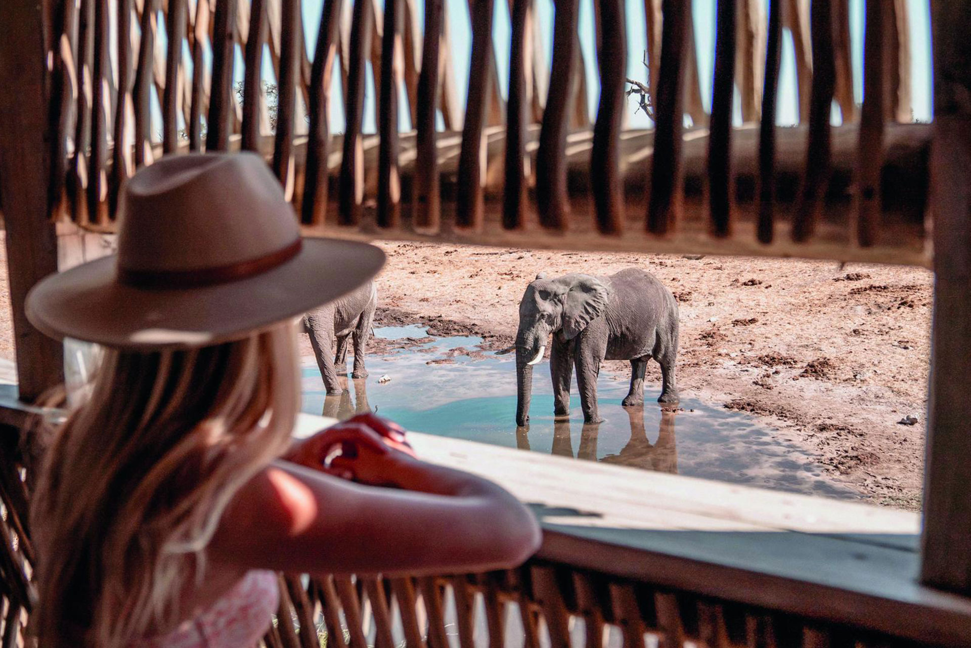 Elephant - Solo Travel in Africa - Luxury Africa Safaris