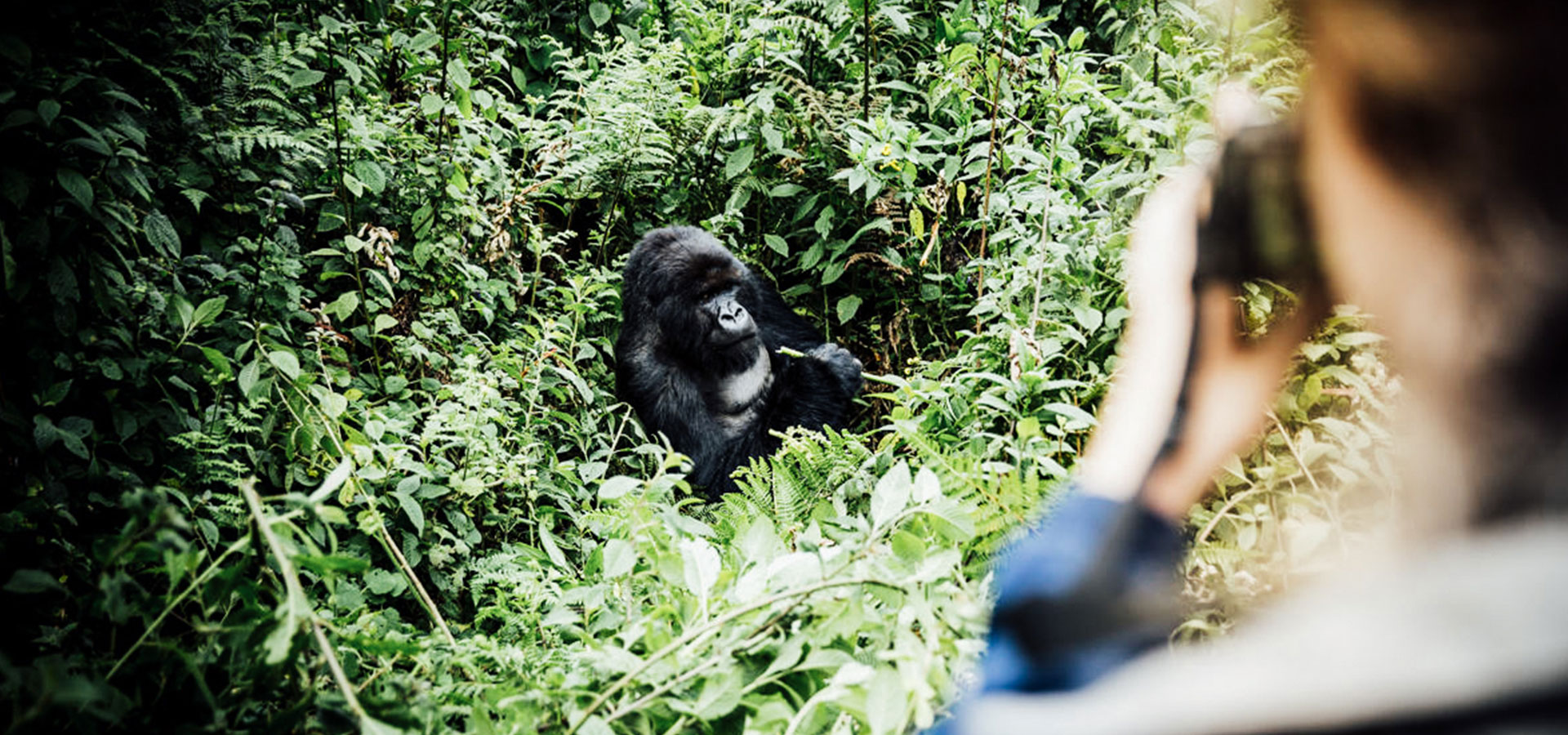 Gorilla Trekking - Solo Travel in Africa - Luxury Africa Safaris
