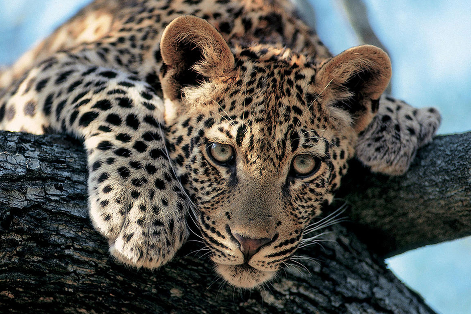 Leopard - Londolozi Pioneer Camp - Luxury Africa Safaris with Forth & Wonder