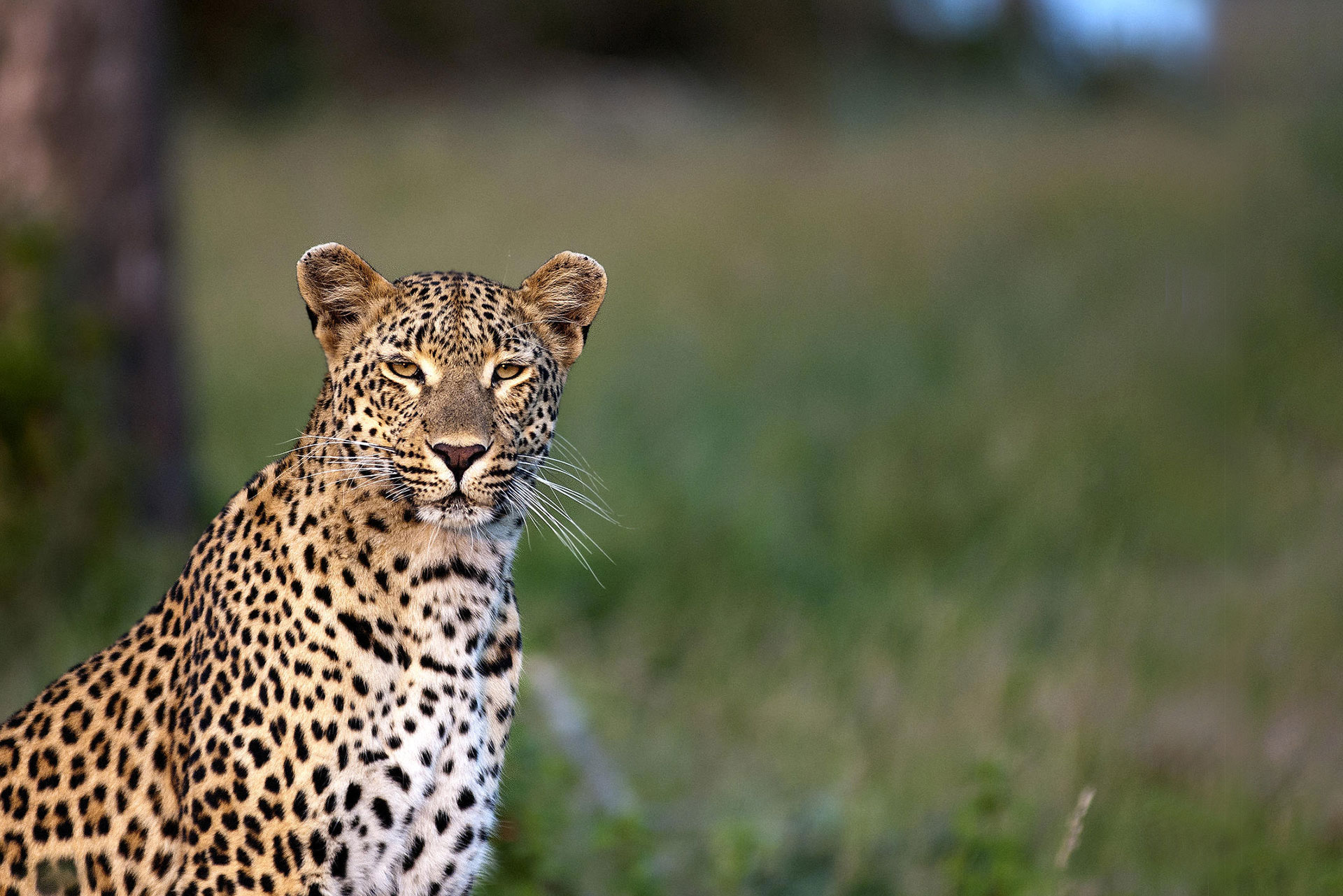 Leopard - Londolozi Pioneer Camp - Luxury Africa Safaris with Forth & Wonder
