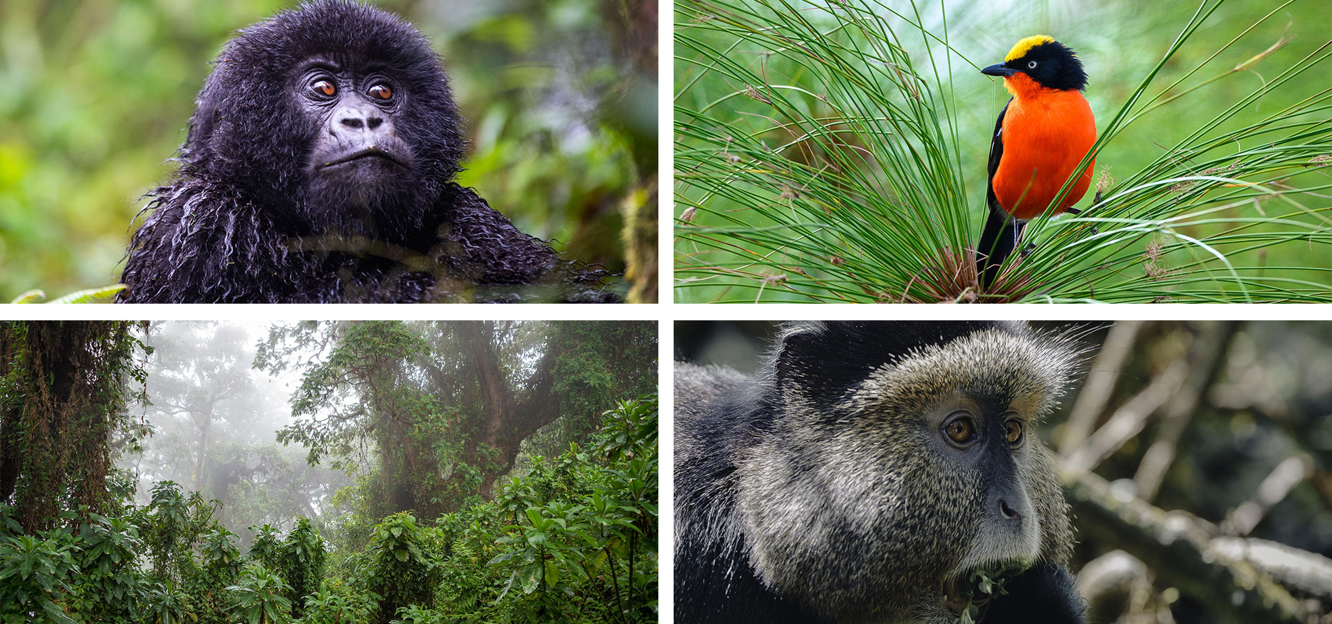 Rwanda - When and where to travel in Africa - Luxury Africa Safaris with Forth & Wonder