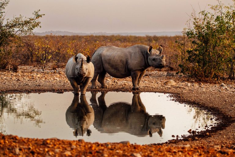 When and where to travel in Africa - Luxury Africa Safaris with Forth & Wonder