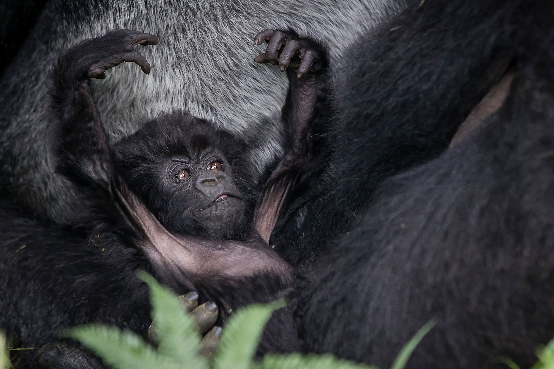 Gorillas - Safaris with kids - Luxury Africa Safaris with Forth & Wonder