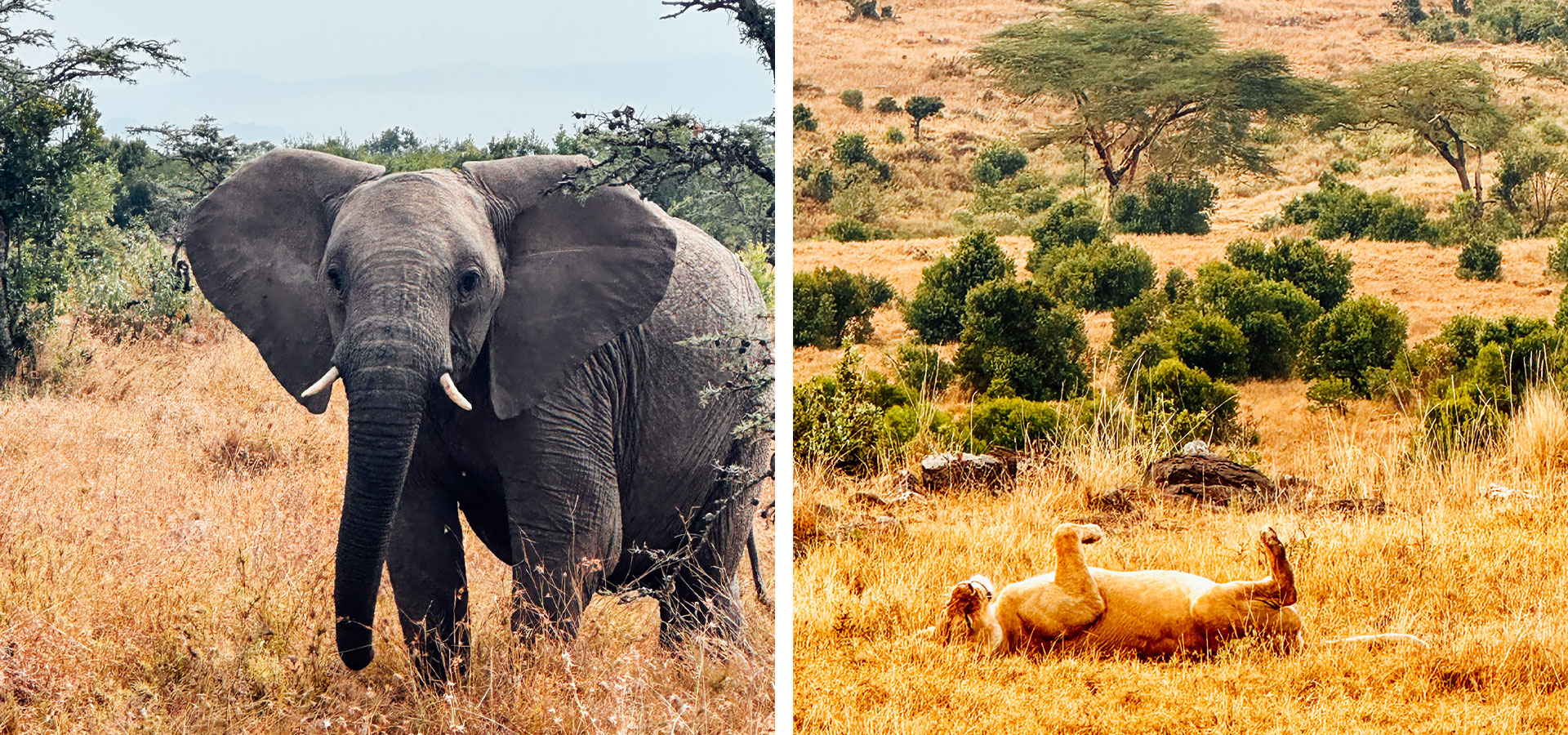 Baby elephant-Sarah's trip-Luxury Africa Safaris with Forth & Wonder