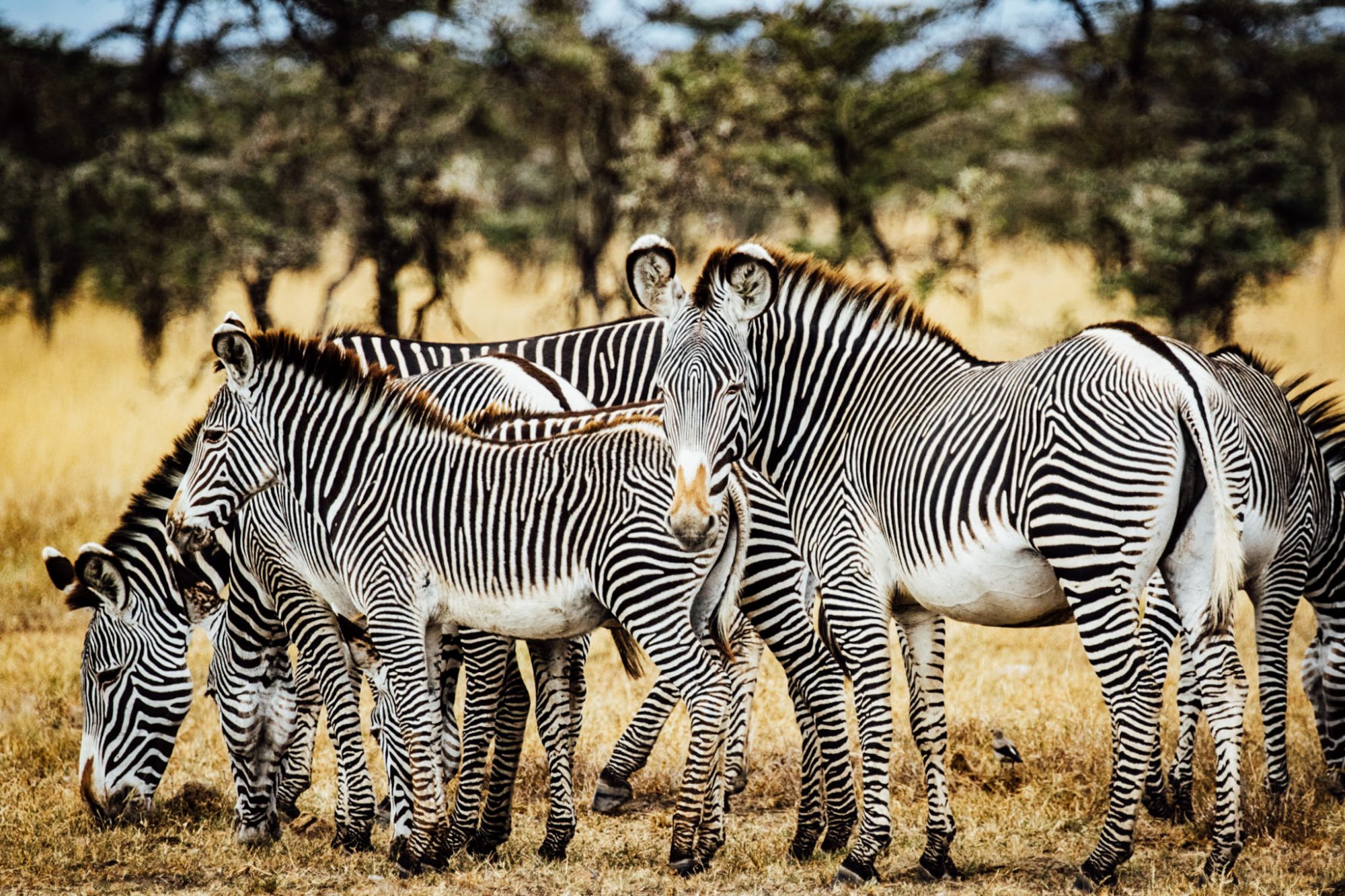 Zebras - Segera retreat- Luxury Africa Safaris with Forth & Wonder