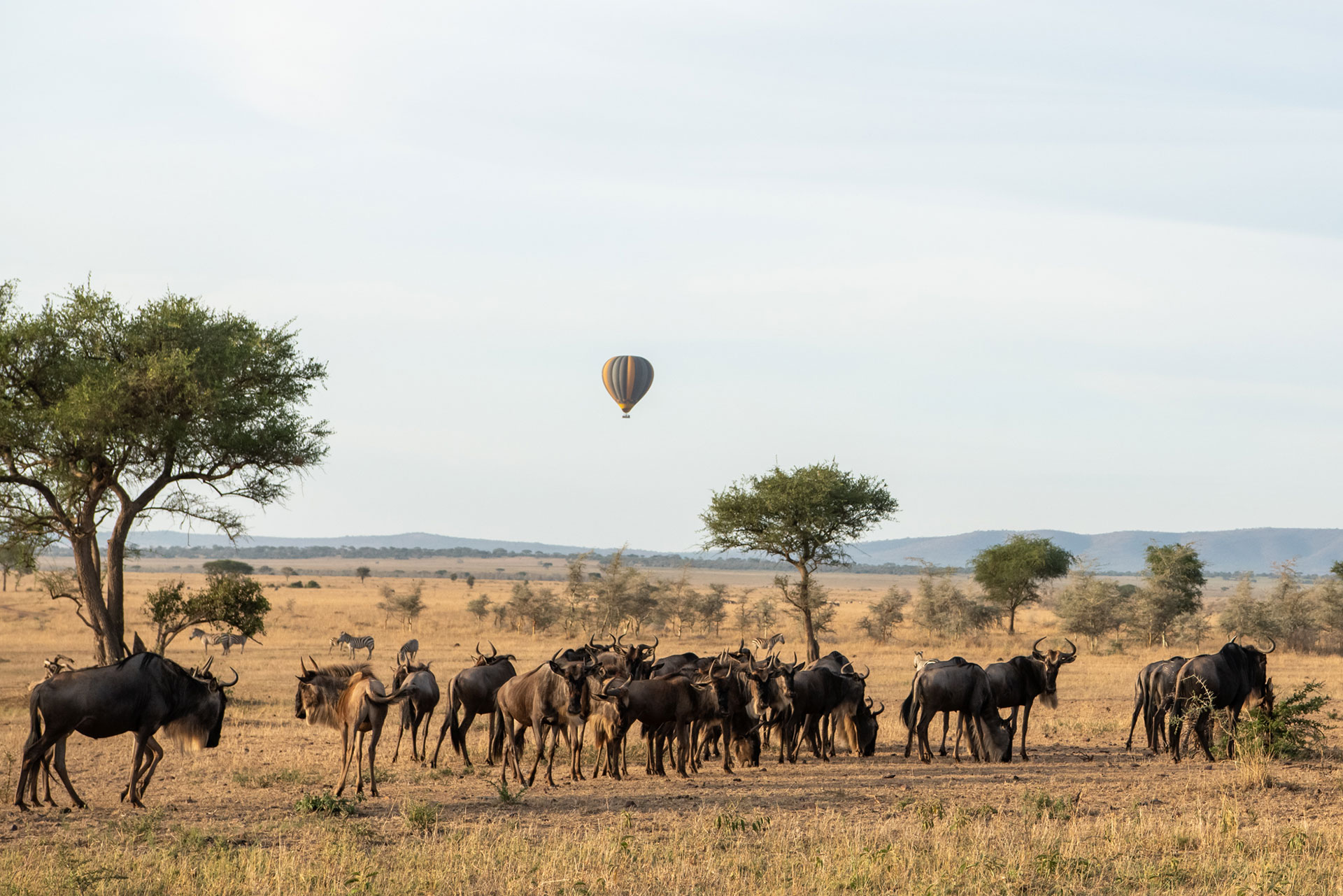 Great Migration - Singita Sabora - Luxury Africa Safaris with Forth & Wonder