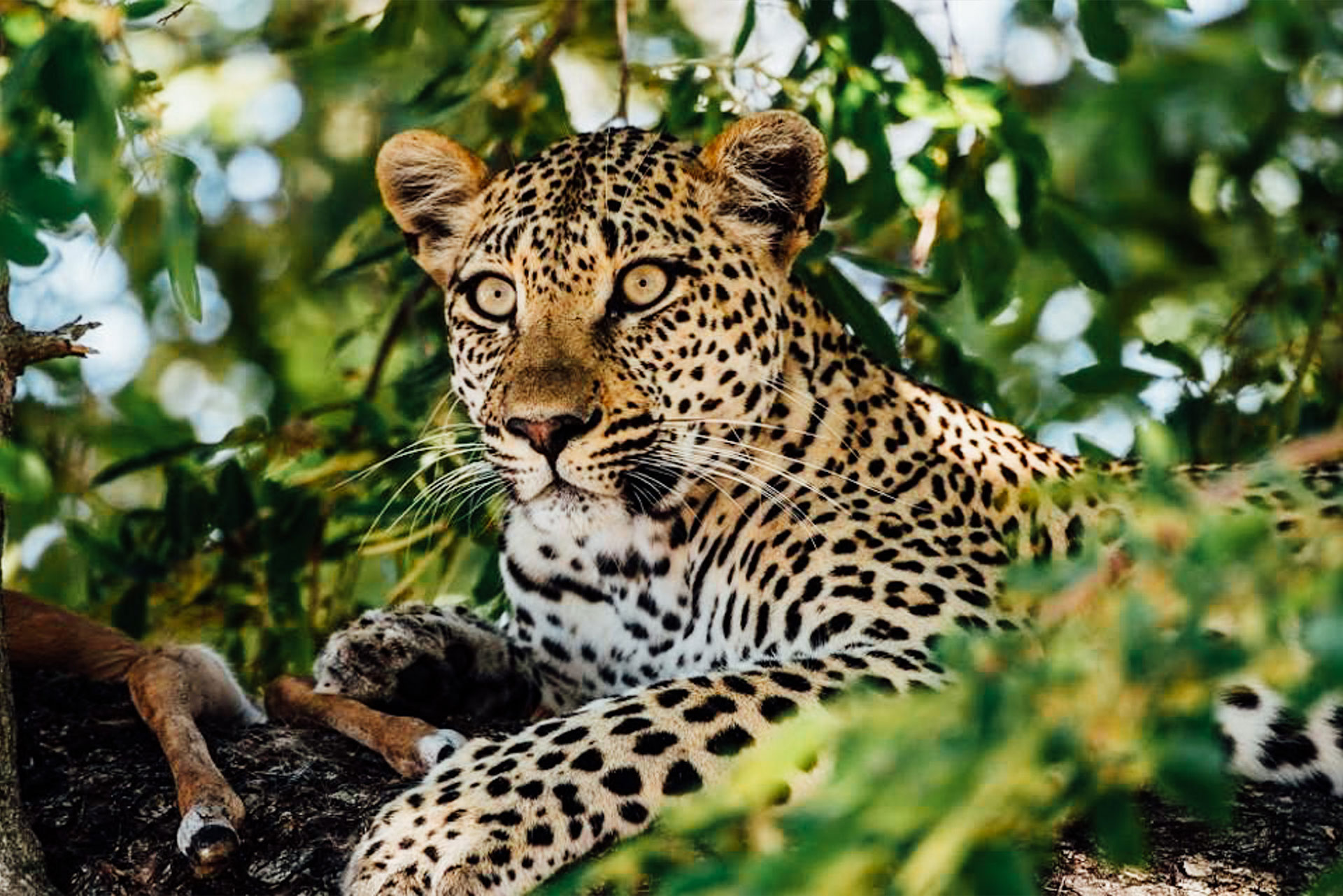 Leopard-private vs group tour-Luxury Africa Safaris with Forth & Wonder