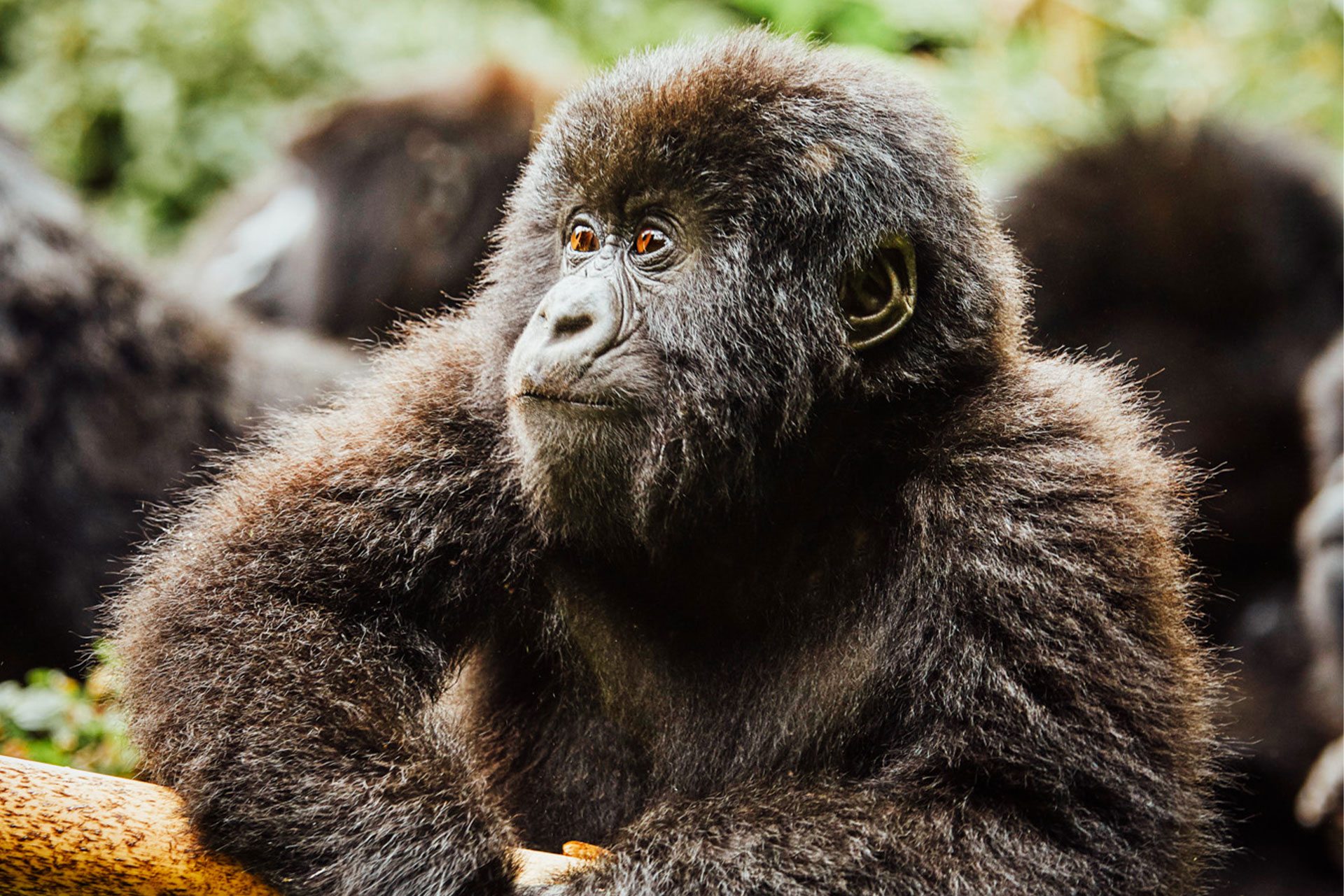 Gorilla-One&Only Gorilla’s Nest Lodge-Luxury Africa Safaris with Forth & Wonder