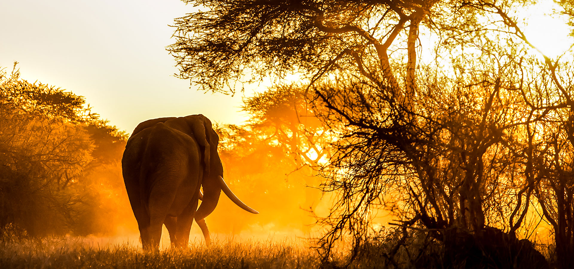 Elephant at sunset - Singita Pamushana Lodge - Luxury Africa Safaris with Forth & Wonder