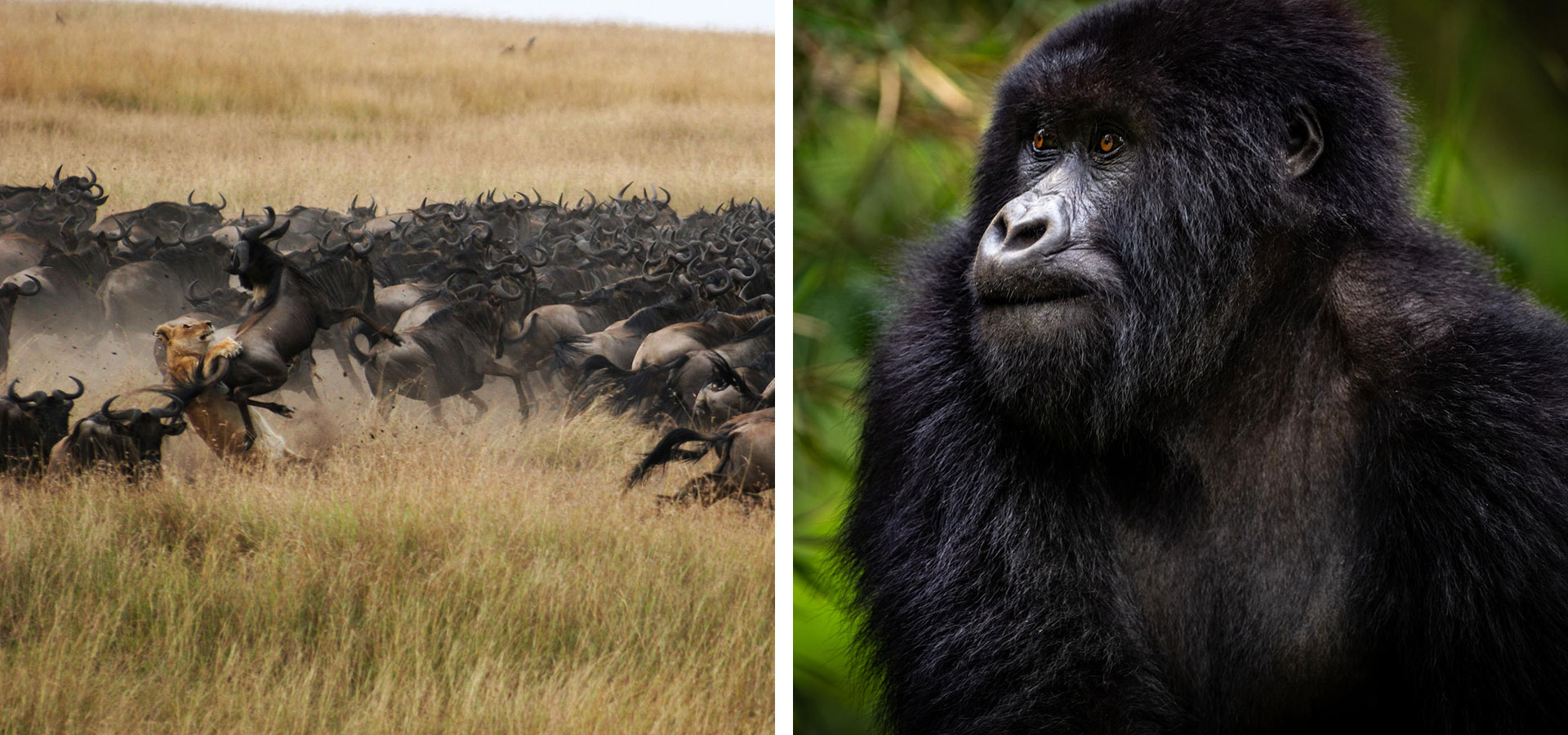 Lion hunting wildebeest and mountain gorilla trek Rwanda - Southern vs. East Africa - Luxury Africa Safaris with Forth & Wonder