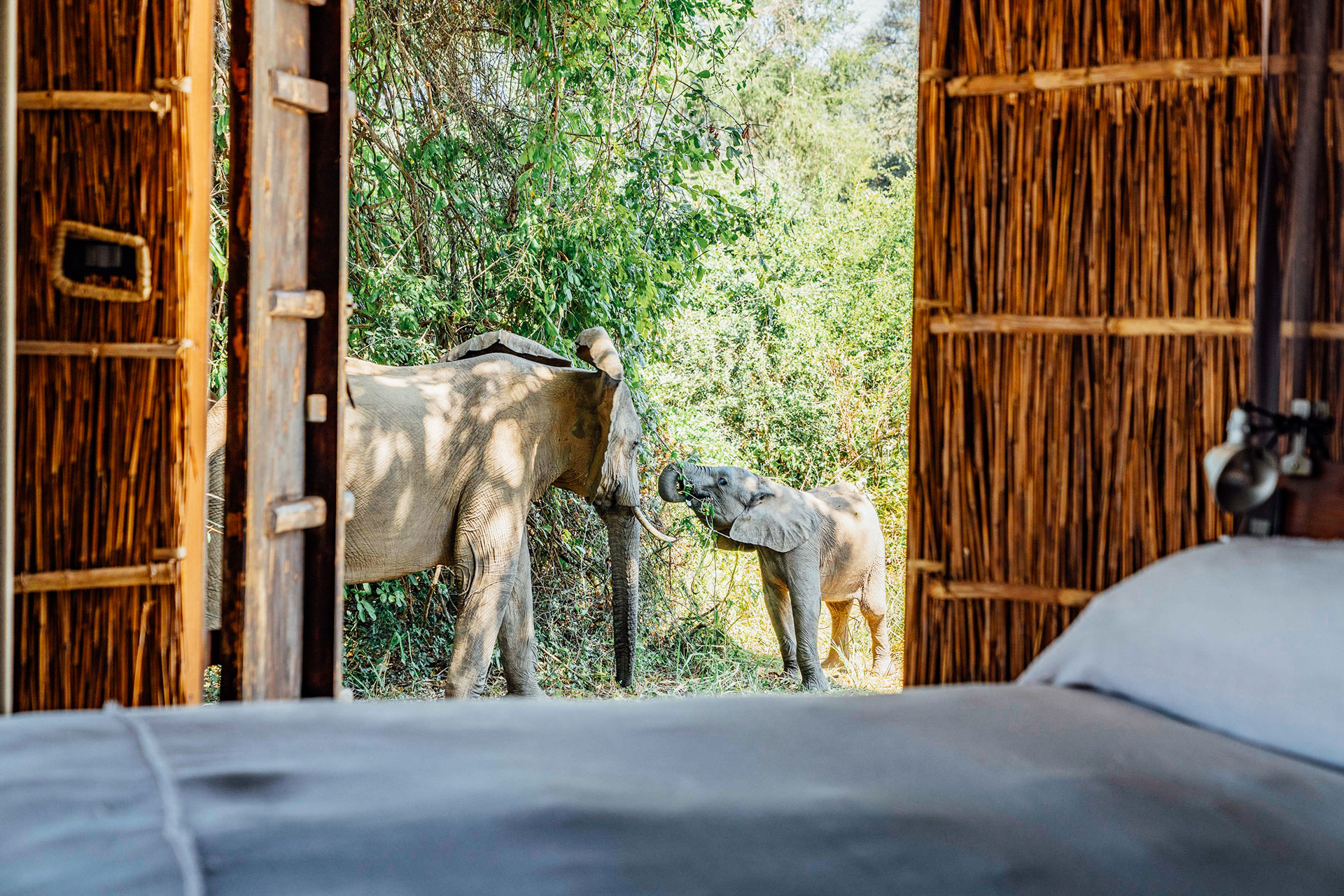 Elephants - Time + Tide Chinzombo - Luxury Africa Safaris with Forth & Wonder