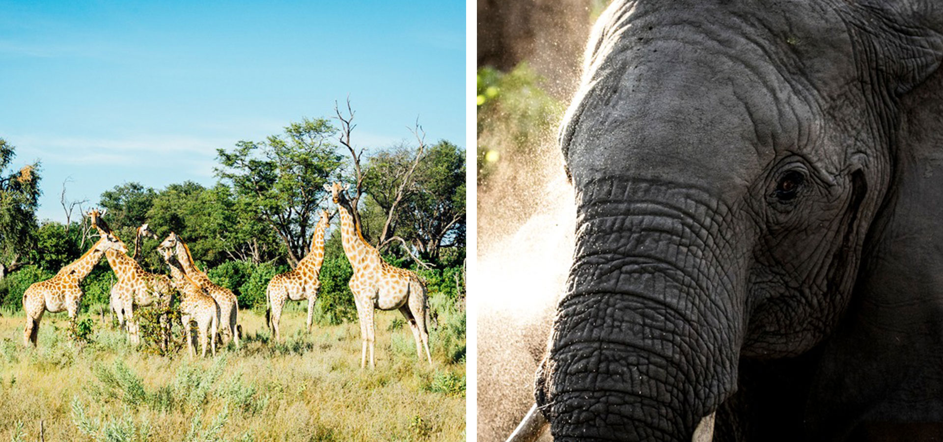 Singita Elela - Botswana - Luxury Africa Safaris with Forth & Wonder