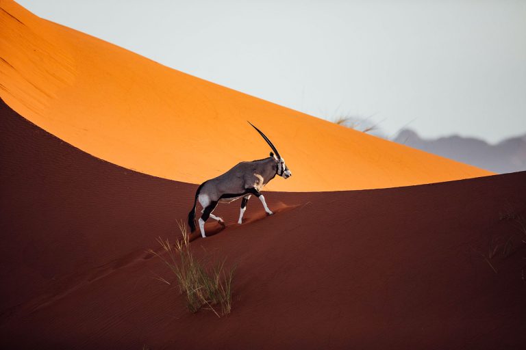 Antelope on the dunes - September in Namibia - Luxury Africa Safaris with Forth & Wonder