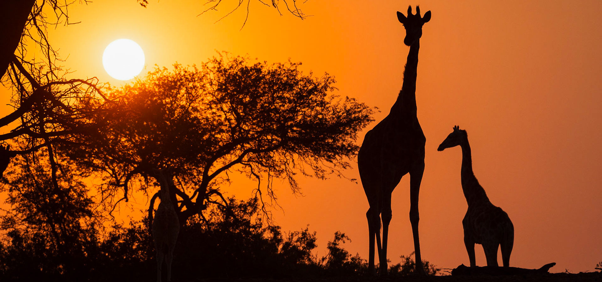 Giraffes at sunset - September in Namibia - Luxury Africa Safaris with Forth & Wonder