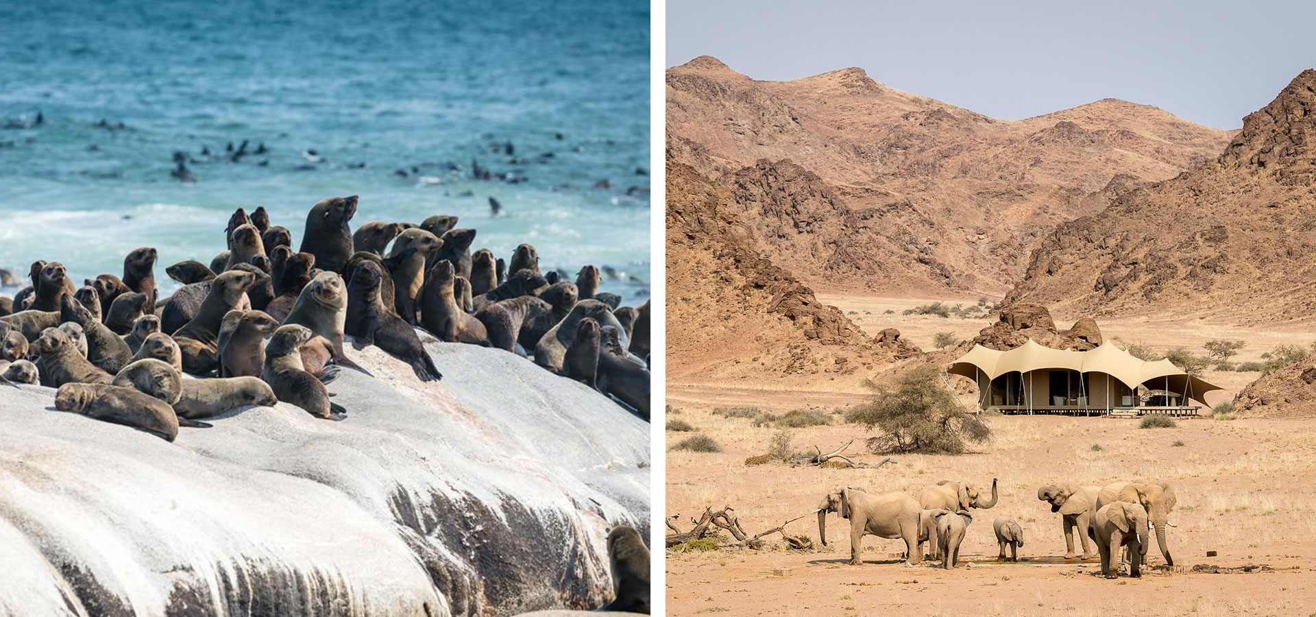 Skeleton Coast seals - September in Namibia - Luxury Africa Safaris with Forth & Wonder