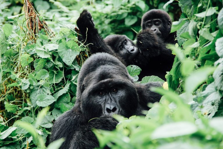 Gorilla Trekking - Luxury Africa Safaris with Forth & Wonder