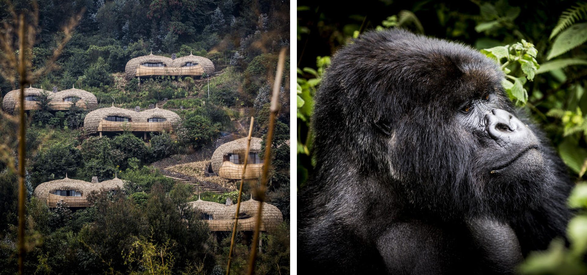 Bisate Lodge, Rwanda - Luxury Africa Safaris with Forth & Wonder