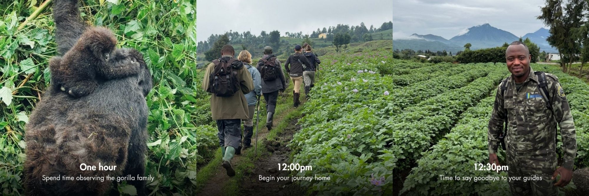 Gorilla trekking, Rwanda - Luxury Africa Safaris with Forth & Wonder