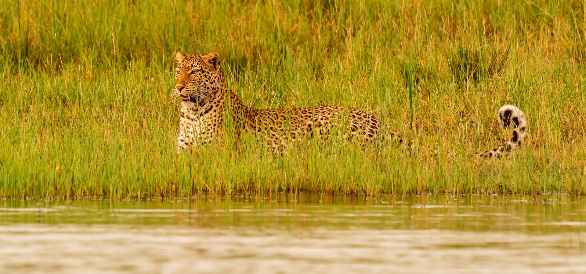 Leopard on safari in Akagera, Rwanda - Luxury Africa Safaris with Forth & Wonder