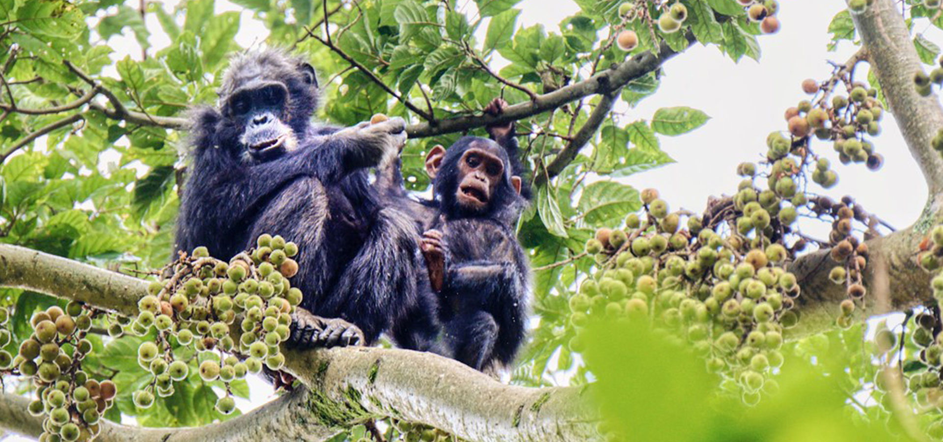 Chimpanzee trekking, Rwanda - Luxury Africa Safaris with Forth & Wonder