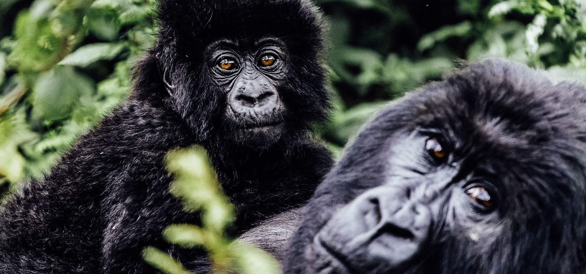 Gorilla trekking, Rwanda - Luxury Africa Safaris with Forth & Wonder