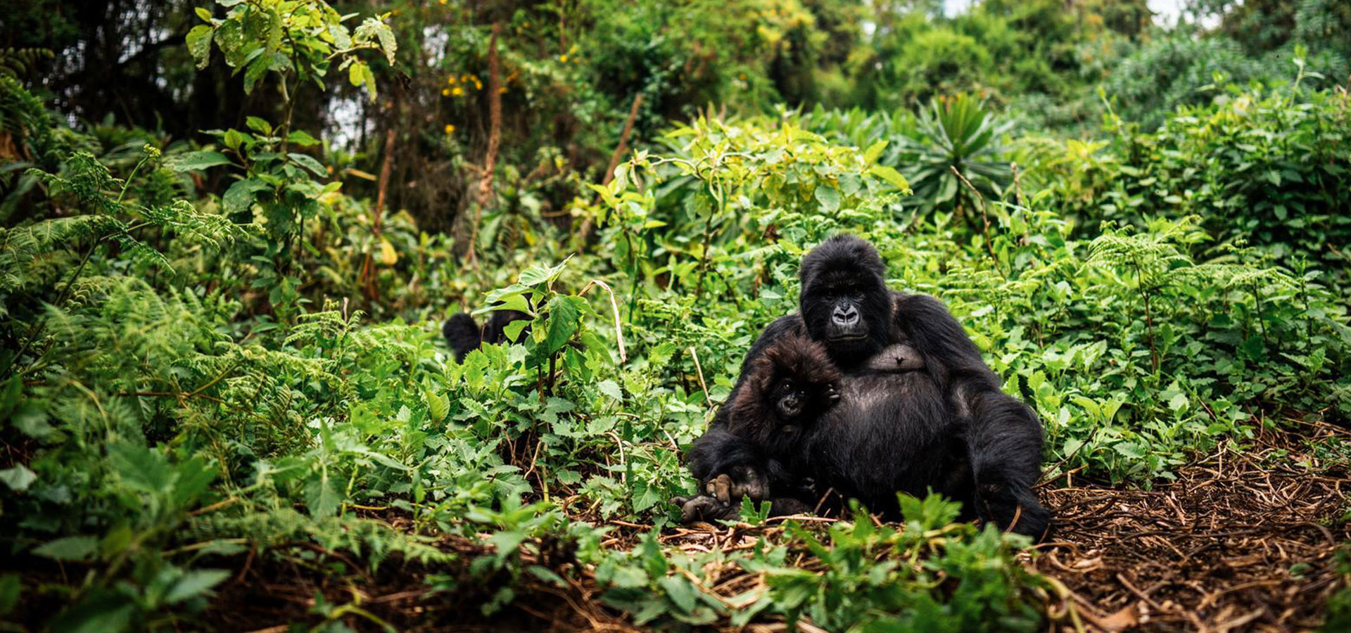 Gorilla trekking, Rwanda - Luxury Africa Safaris with Forth & Wonder