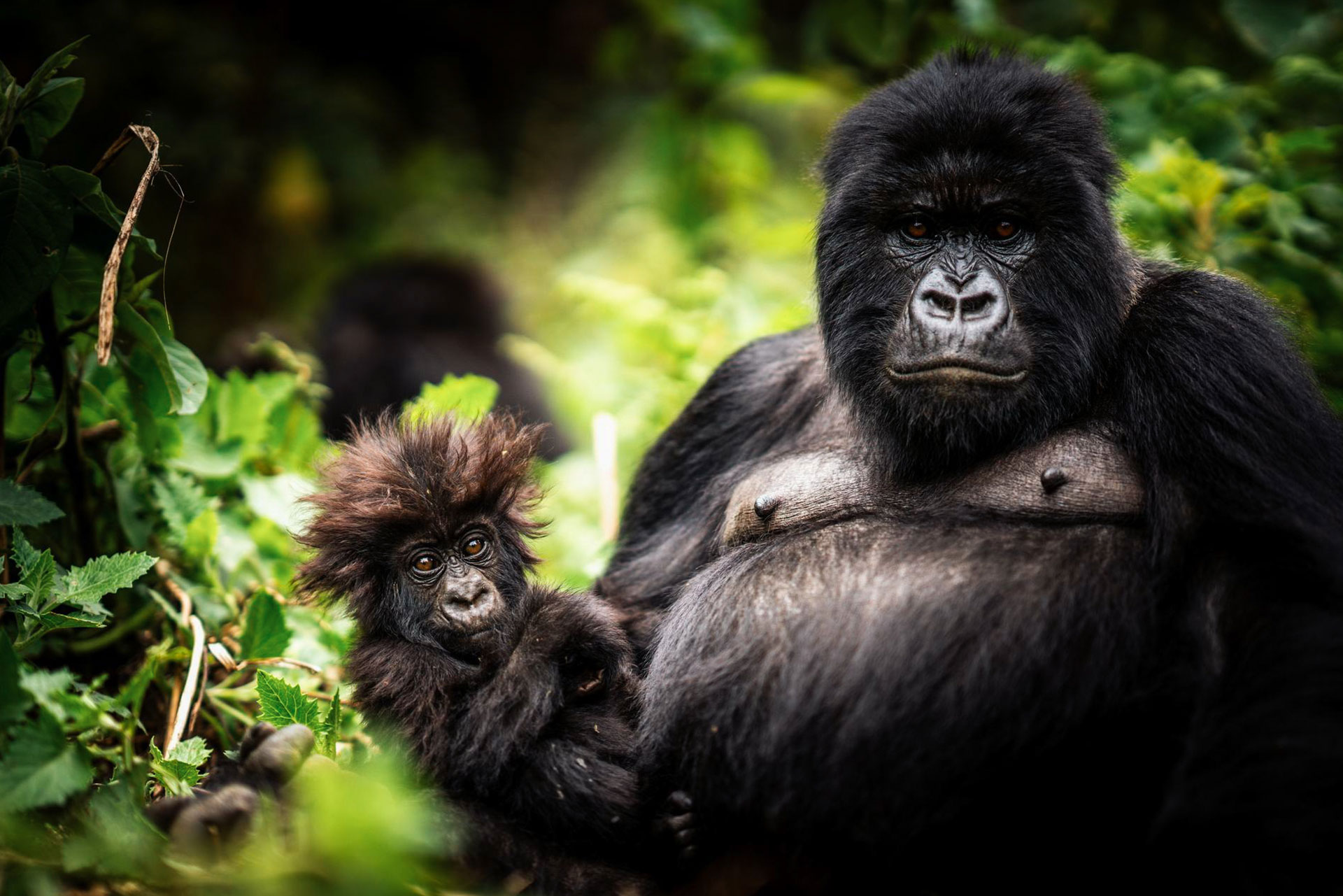Gorilla trekking, Rwanda - Luxury Africa Safaris with Forth & Wonder