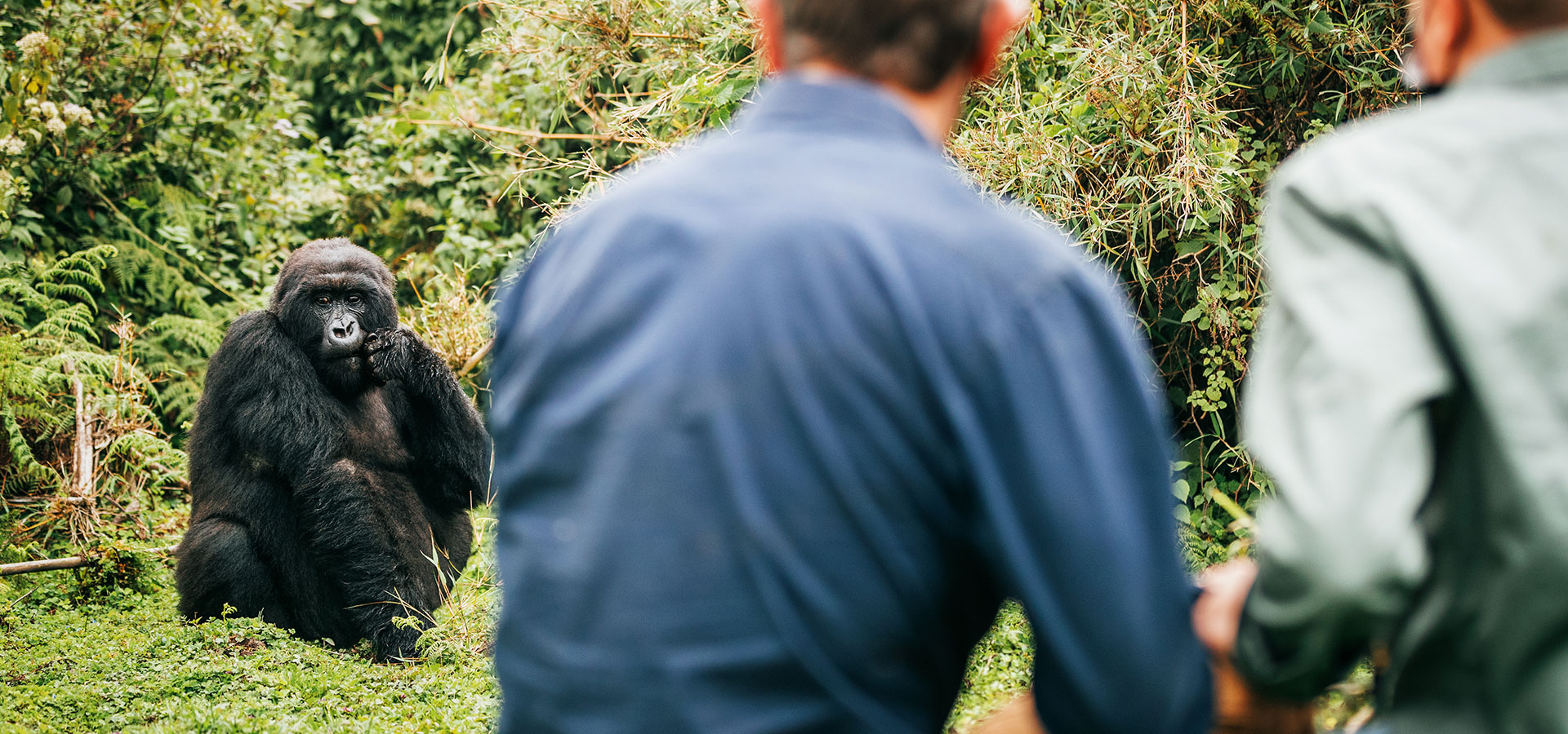Gorilla trekking, Rwanda - Luxury Africa Safaris with Forth & Wonder