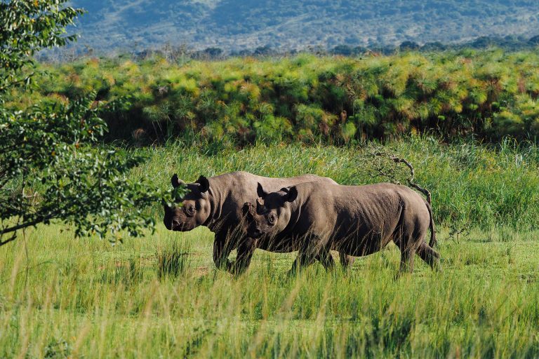 Rhinos on safari in Akagera, Rwanda - Luxury Africa Safaris with Forth & Wonder