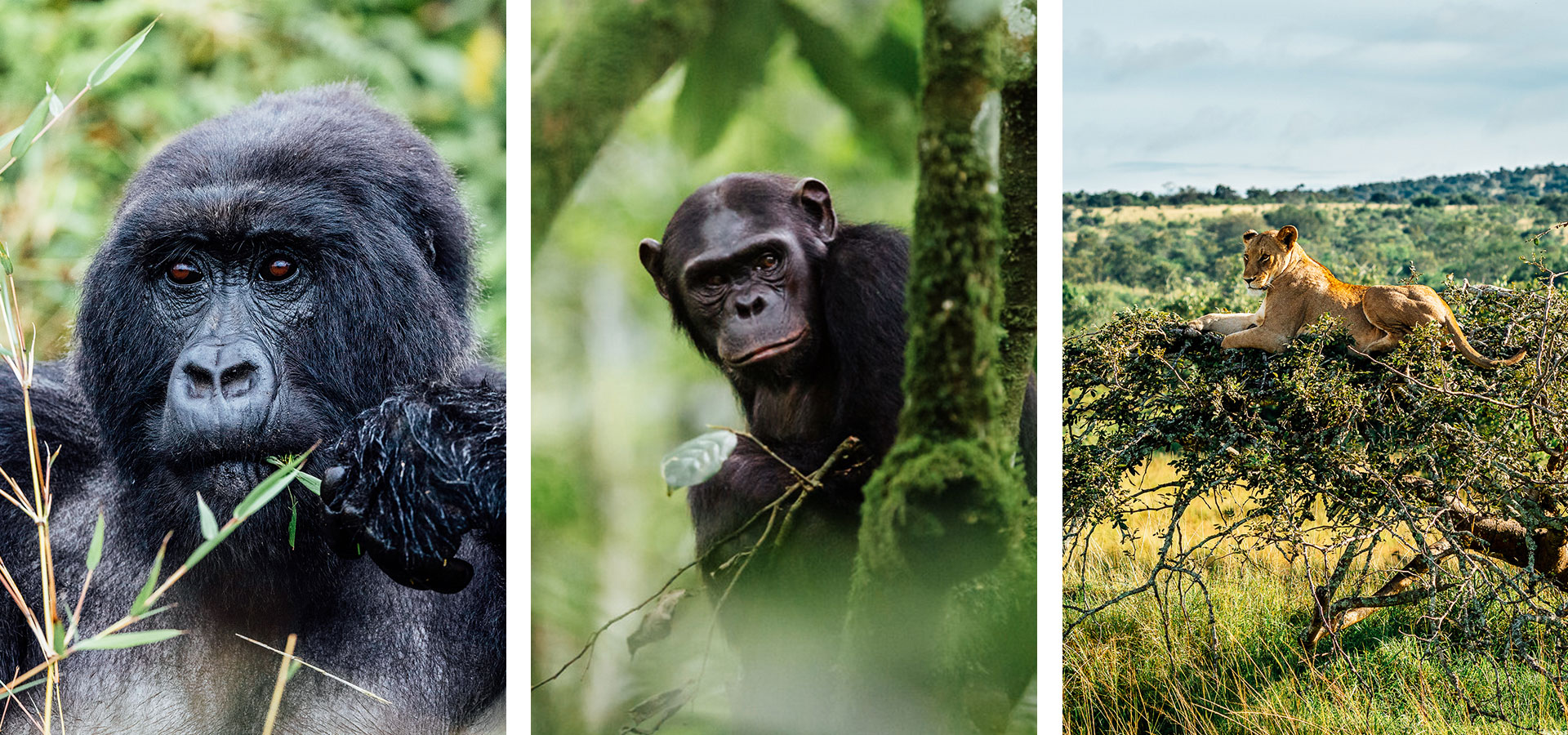 Gorillas, chimpanzees and safari, Rwanda - Luxury Africa Safaris with Forth & Wonder