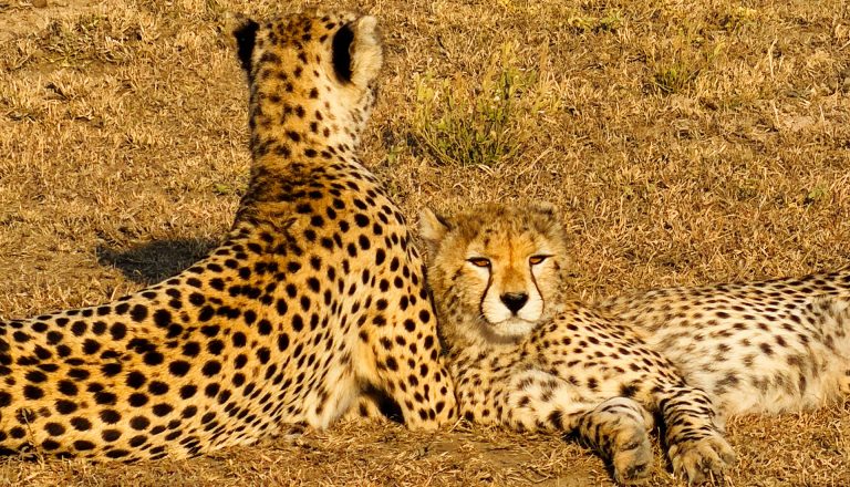 Cheetahs in Tanzania - Luxury Africa Safaris with Forth & Wonder