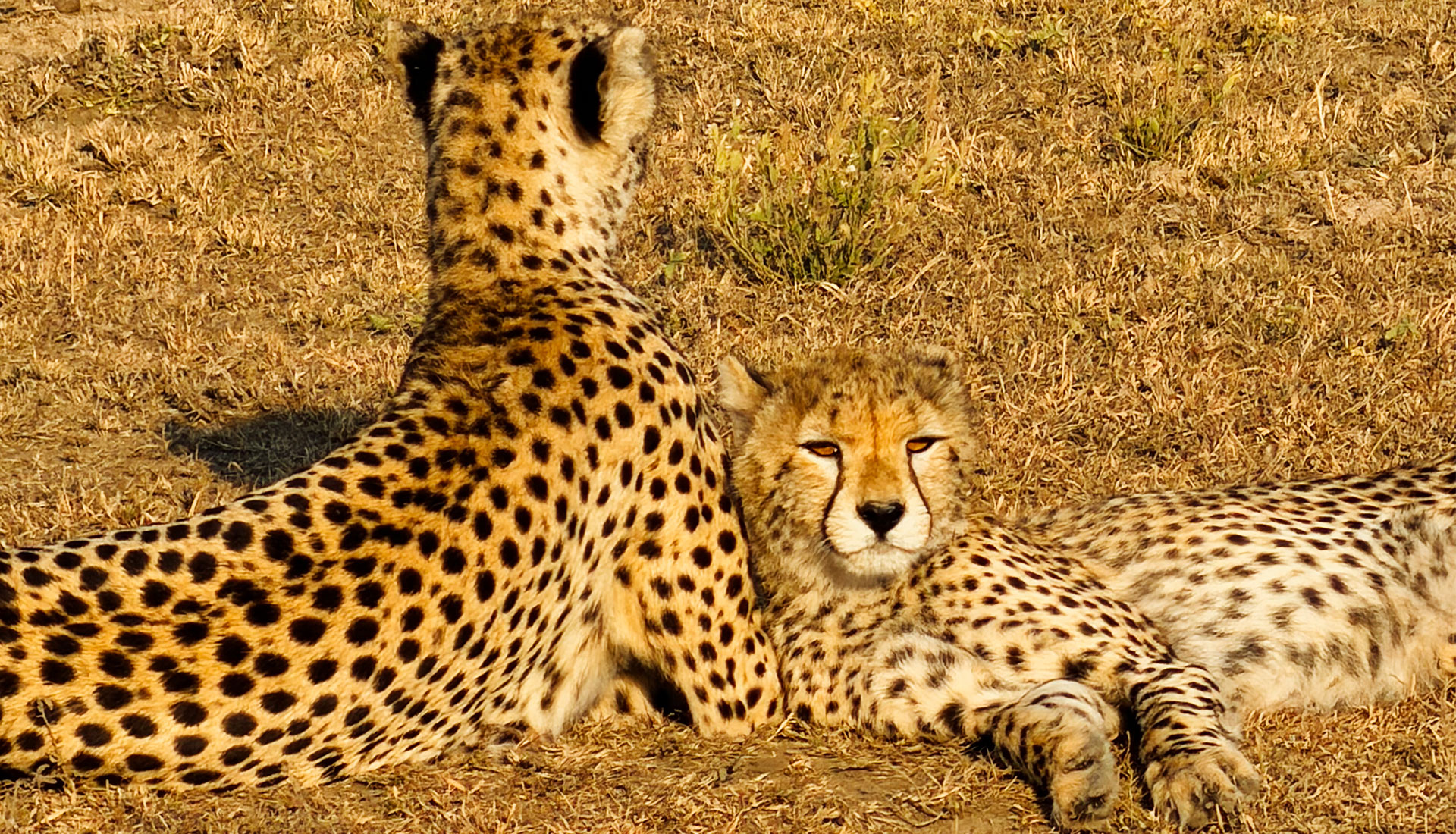 Cheetahs in Tanzania - Luxury Africa Safaris with Forth & Wonder